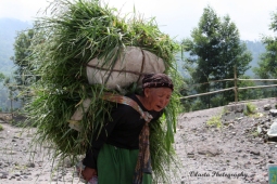an old woman carrying grasses